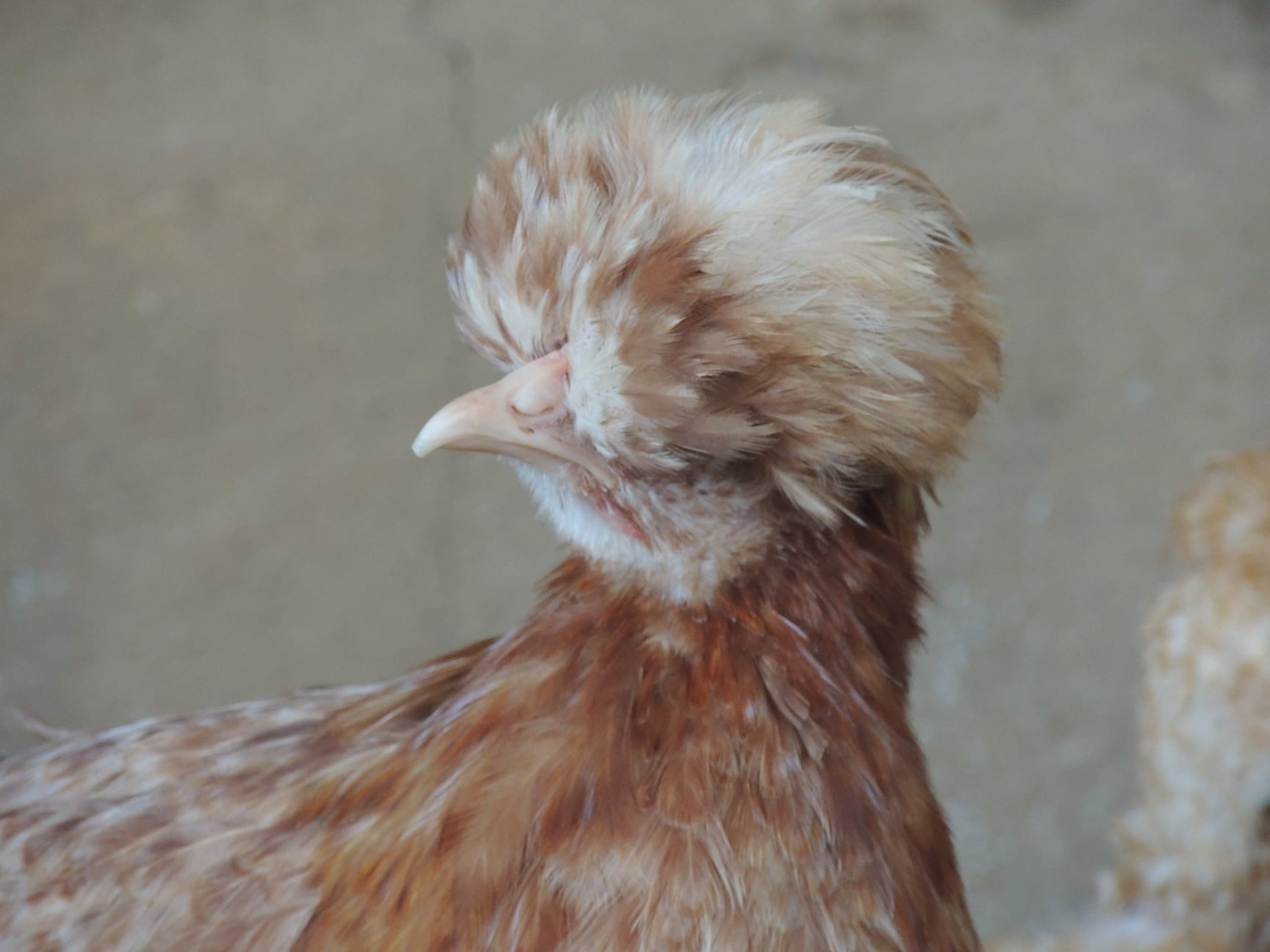 Boschdraai Farm Chickens