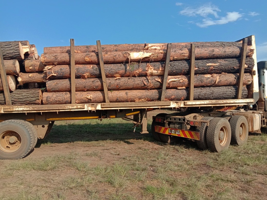 Team Infinity Timber | Mkhondo
