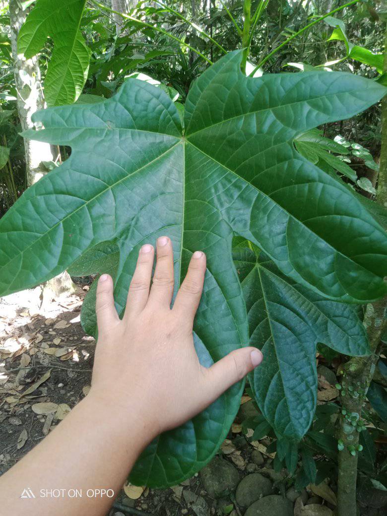 Huge leaf of my Pangi or Rowal... - Boris Private Sanctum | Facebook