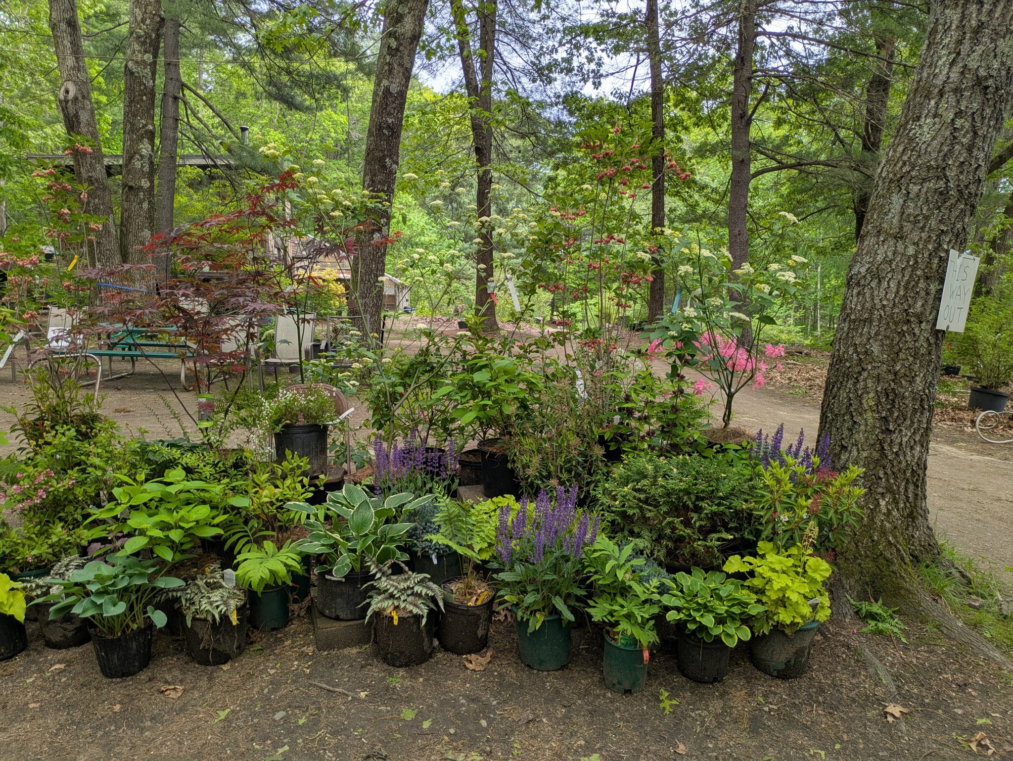 King's Tree Farm and Nursery | West Boxford MA