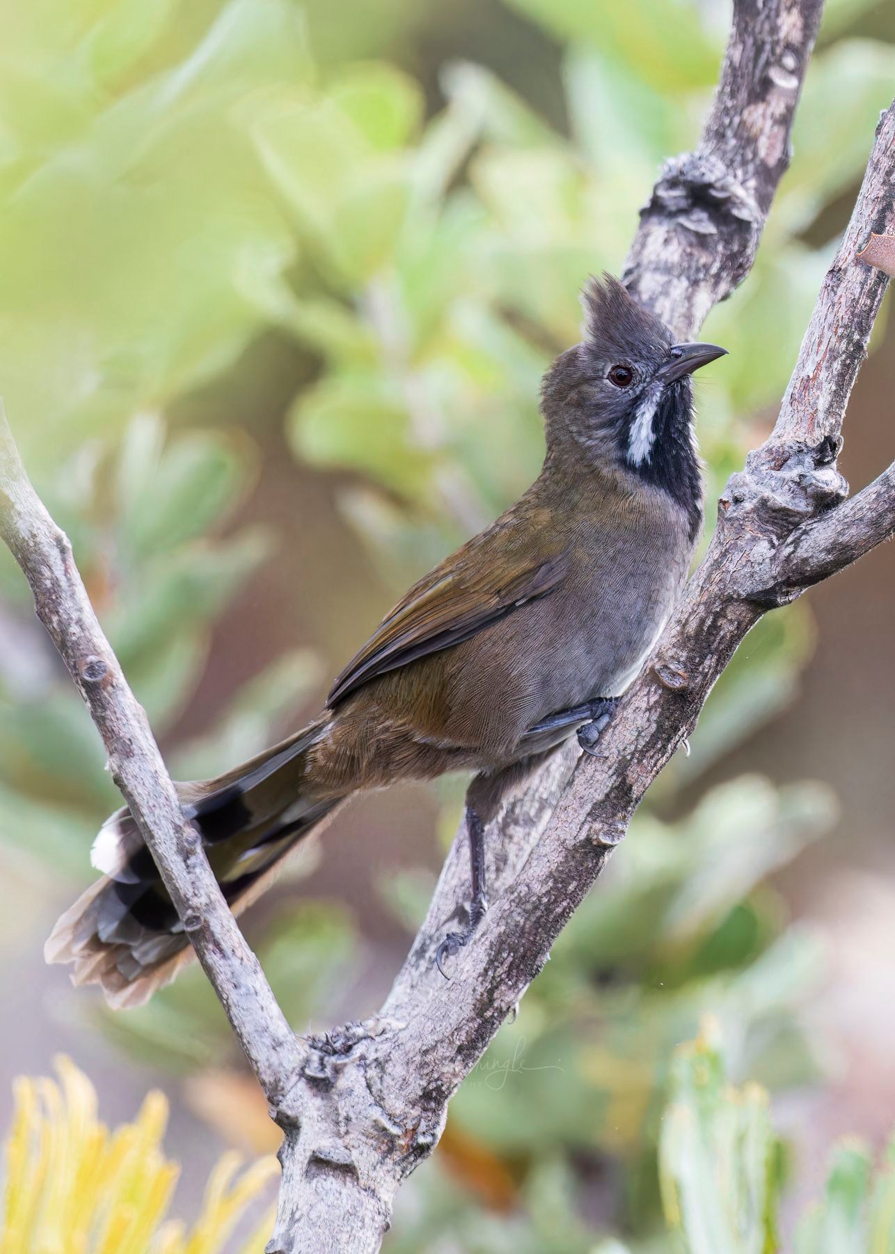 Russell - Black-throated Whipbird 'ssp nigrogularis' 2025 This is the ...