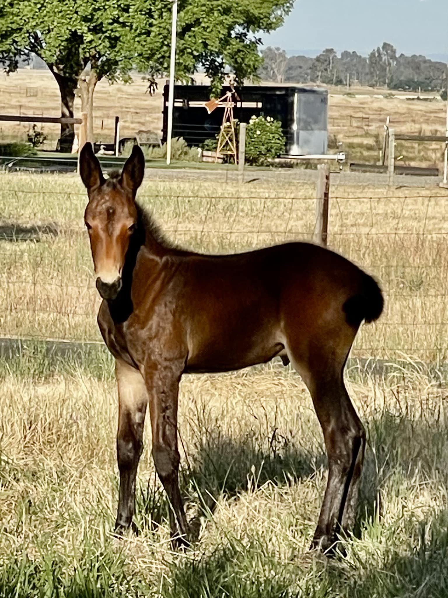 Long Shot Ranch | Wheatland CA