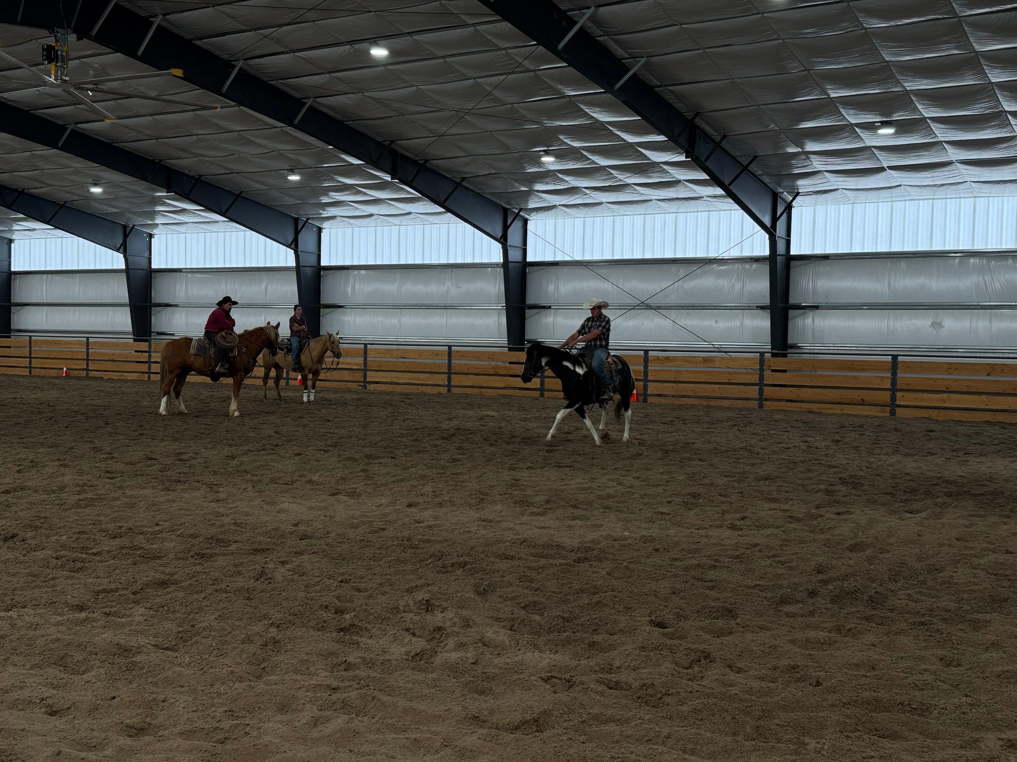 Brighton Performance Horses - Gunning for Josie aka Muzzy | Facebook