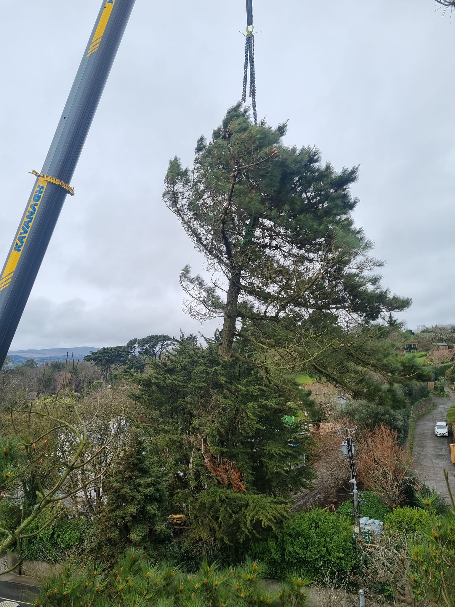 Ryan Tree Services & Landscaping | Dublin