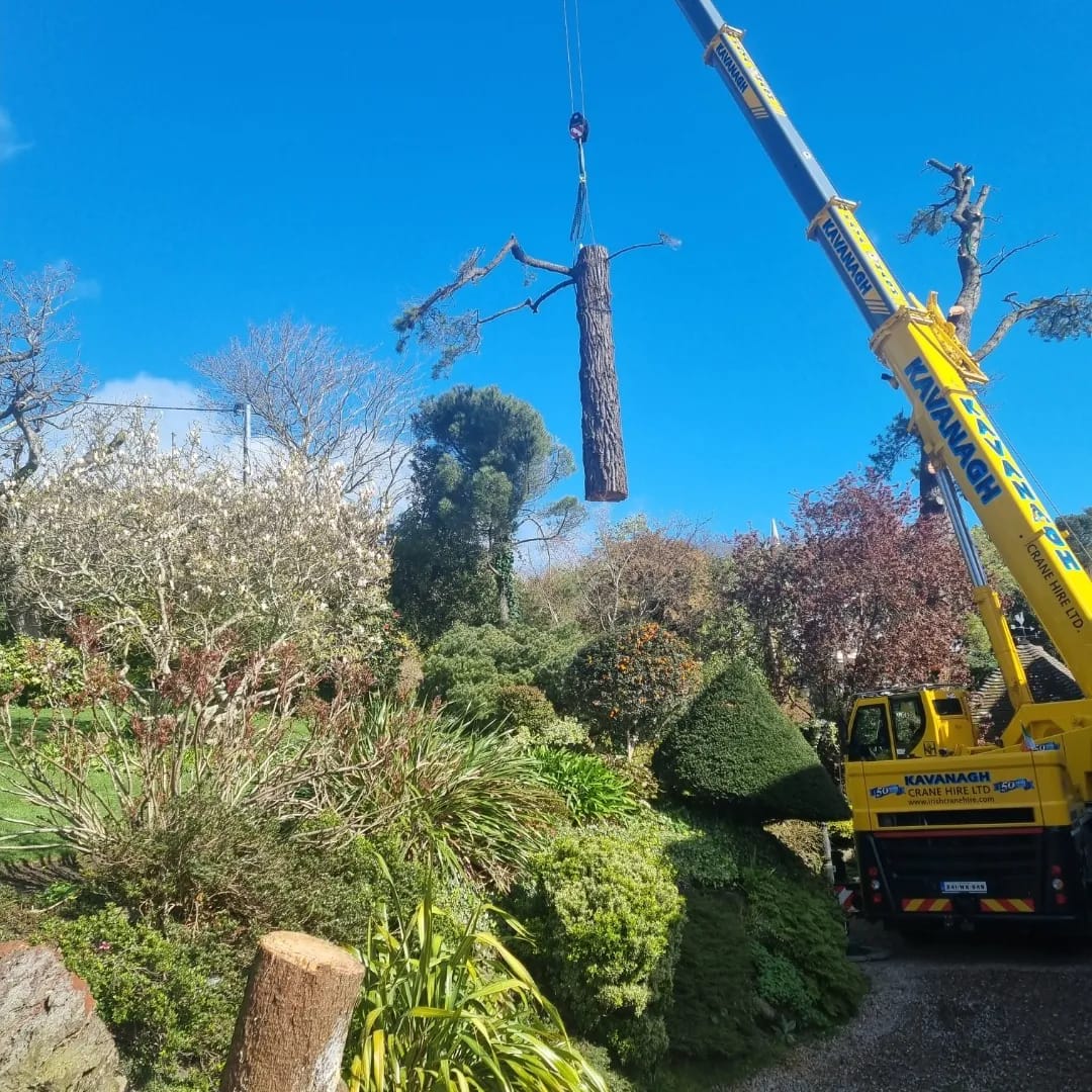 Ryan Tree Services & Landscaping | Dublin