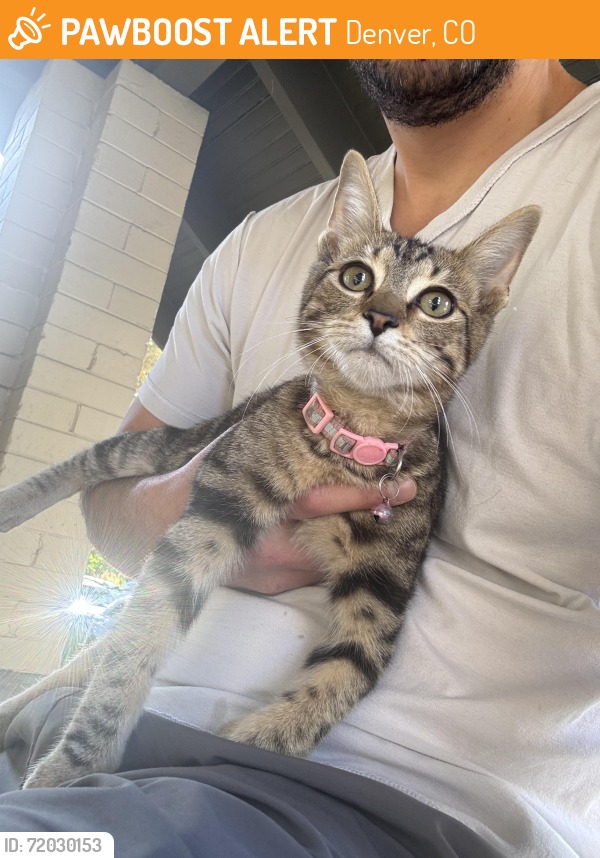 Lost cat Venus found safe in Denver, CO