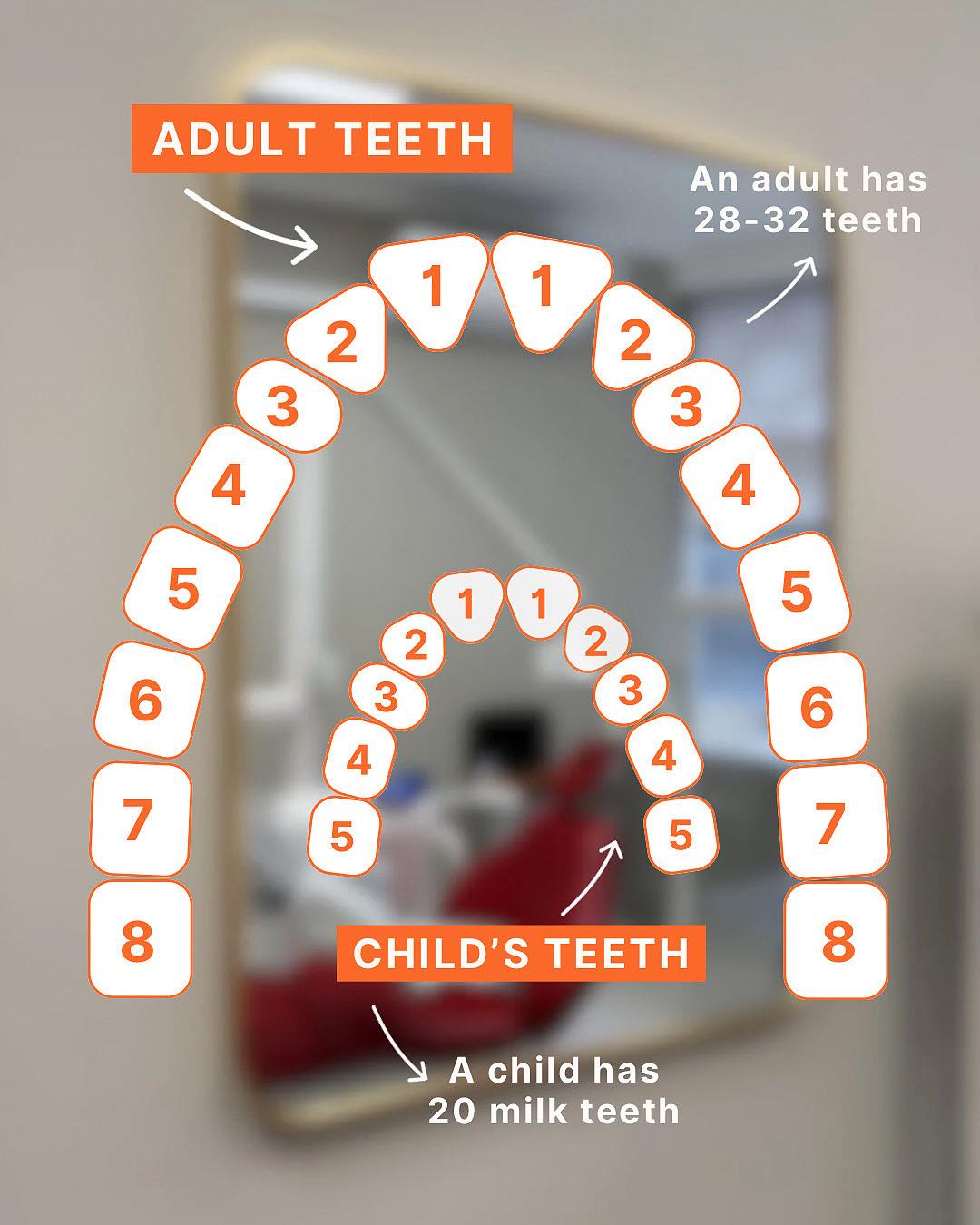 Montagu - Baby teeth vs adult teeth - what’s the difference? Children ...