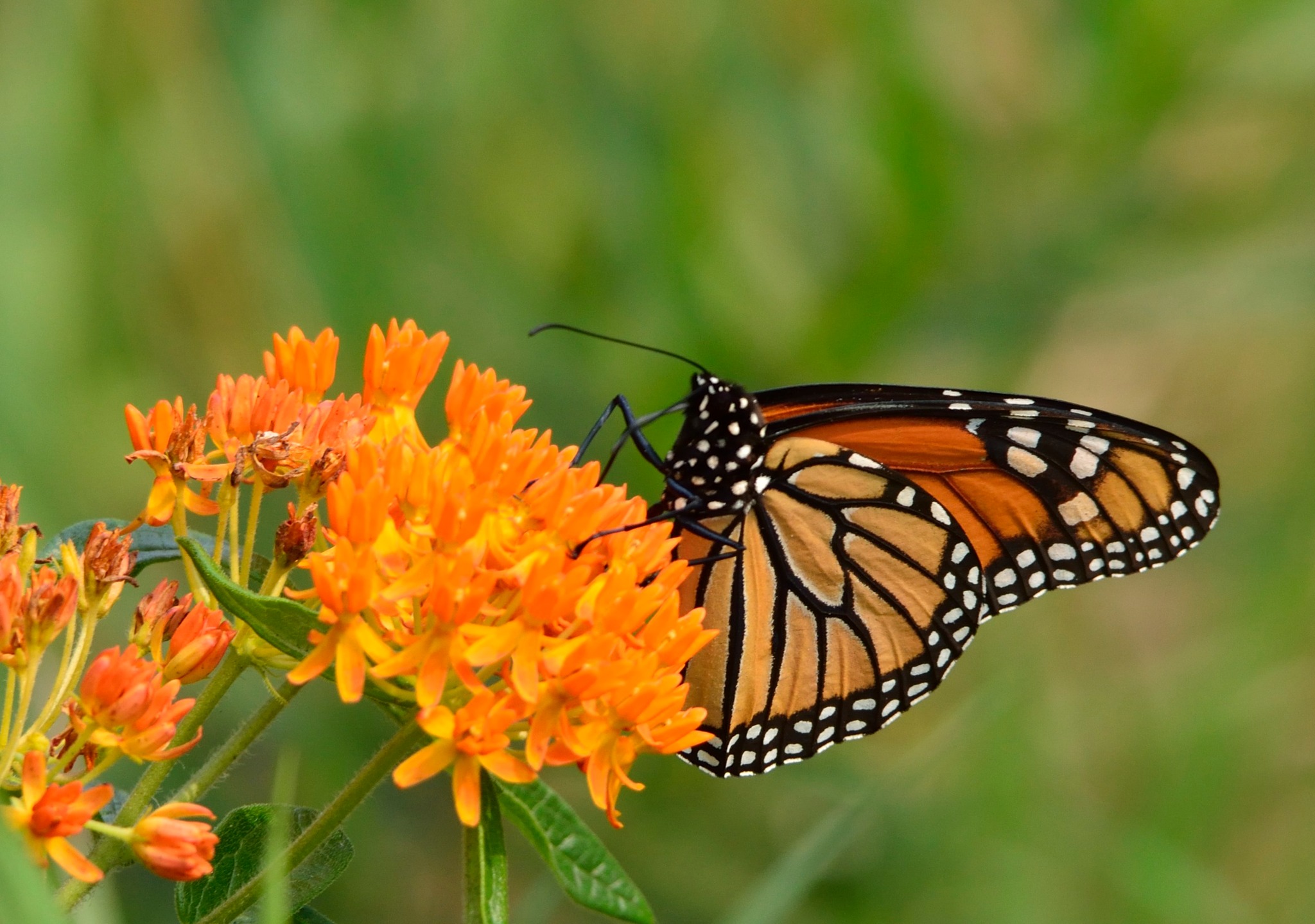 It takes monarch butterflies one to two months to make the trip 