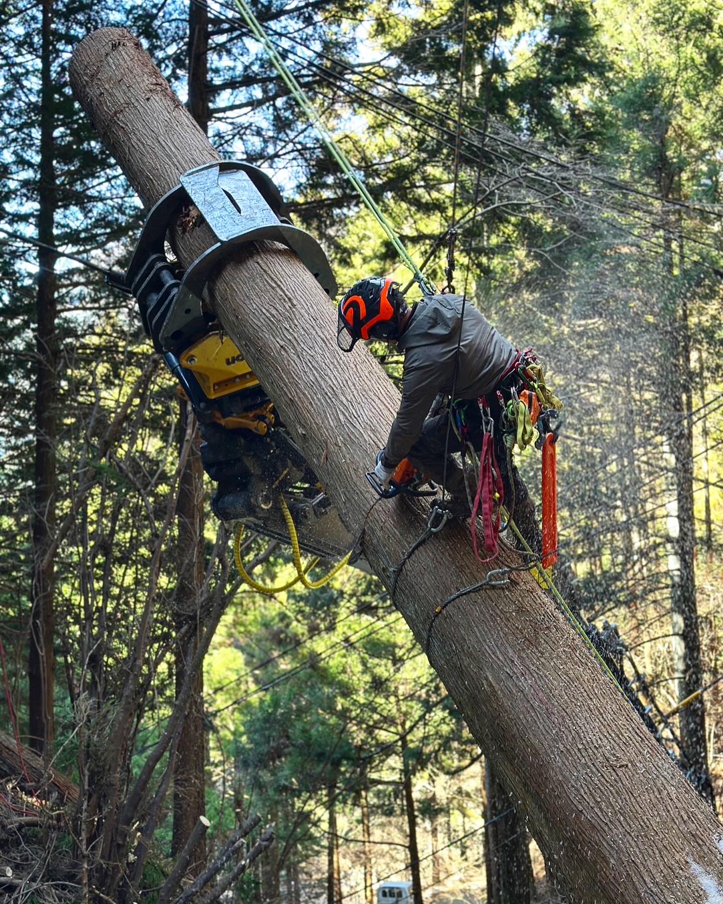 WOOD BELL tree care service... - WOOD BELL tree care service