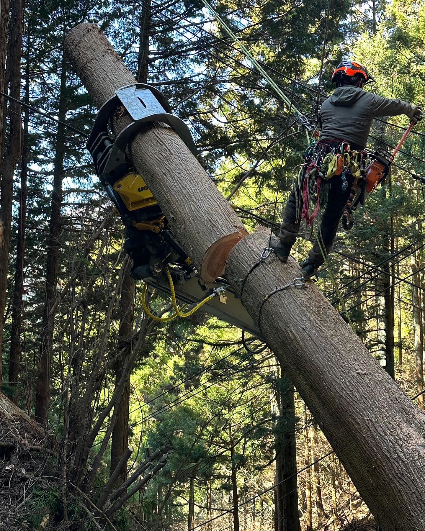 WOOD BELL tree care service... - WOOD BELL tree care service