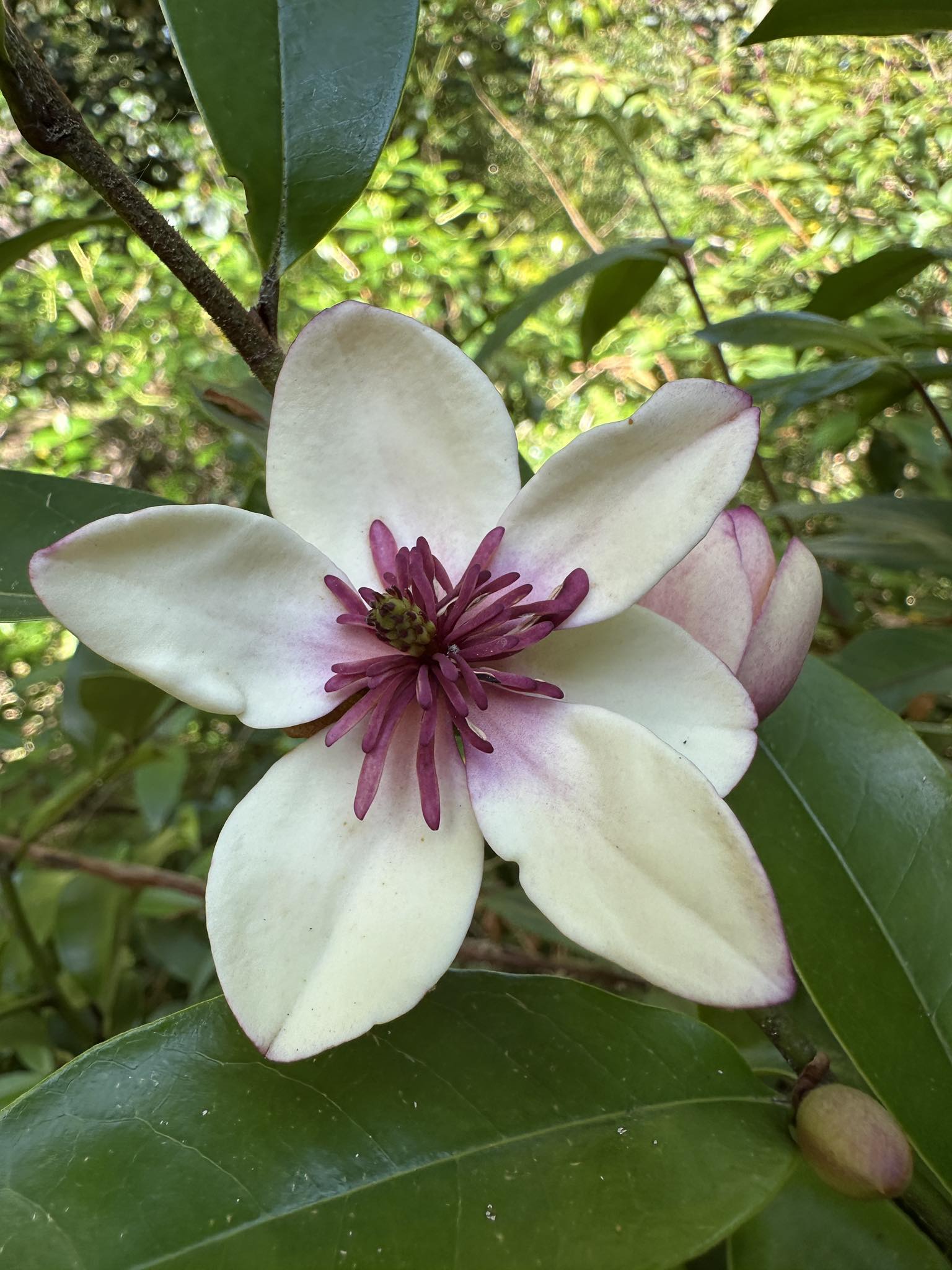 KKG Magnolia Laevifolia Small Leaf Evergreen