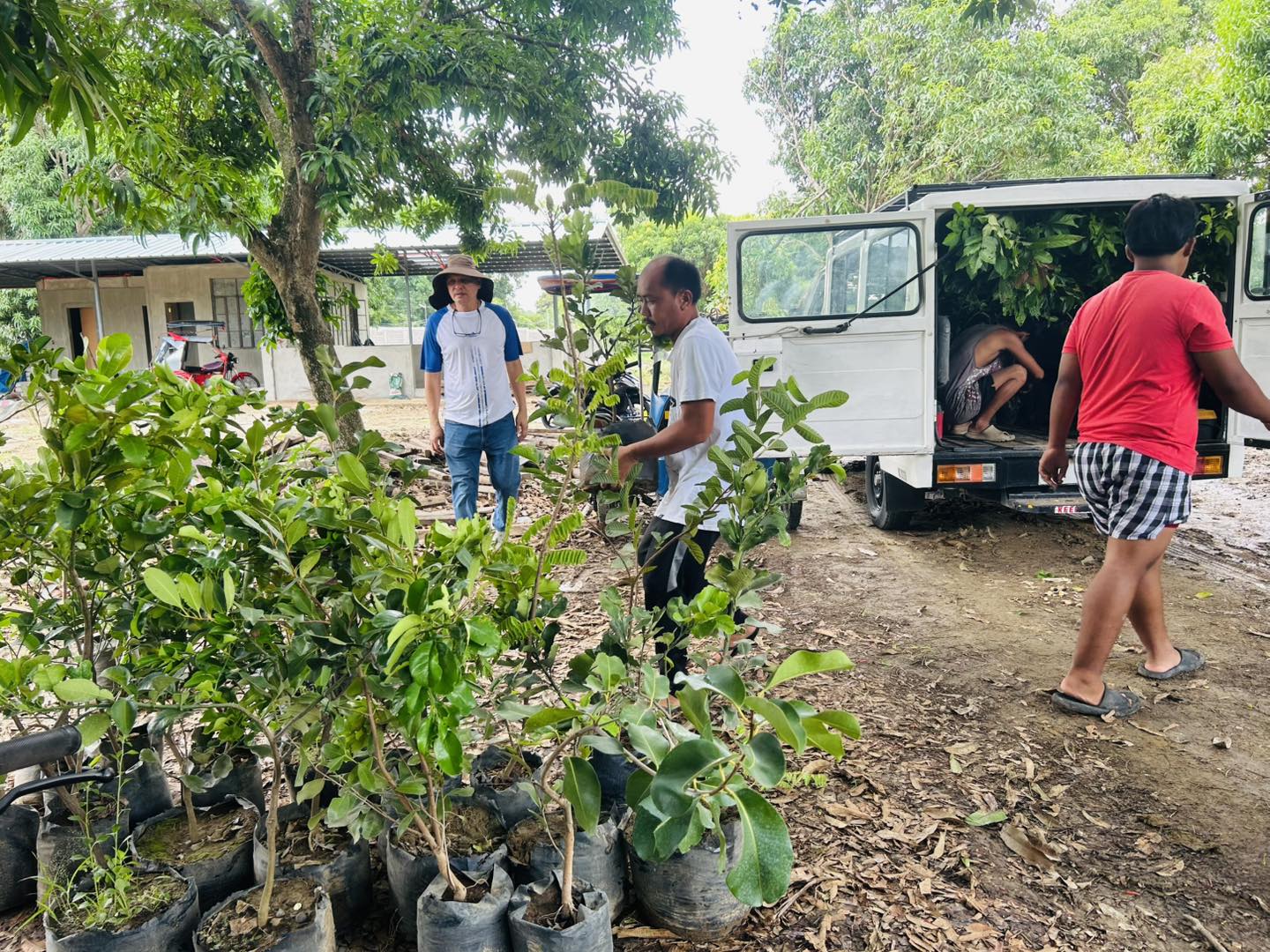 Sacdalan... - Sacdalan Plant Nursery Located in Pangasinan