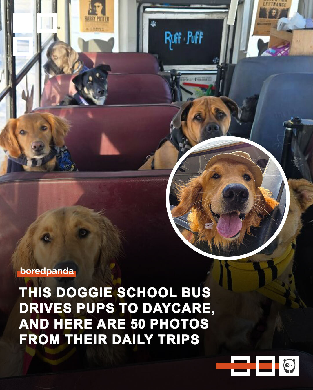 Bored - Ever wondered what it would look like if dogs had their very ...