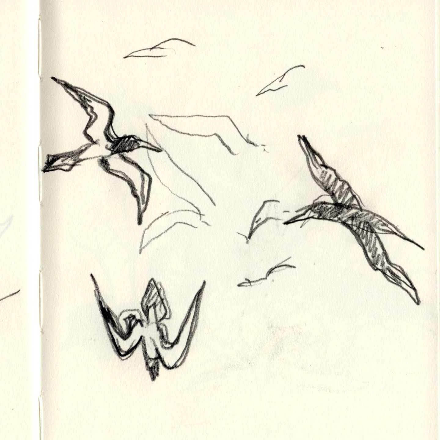 Brown boobies diving to catch fish with Sakurajima in the
