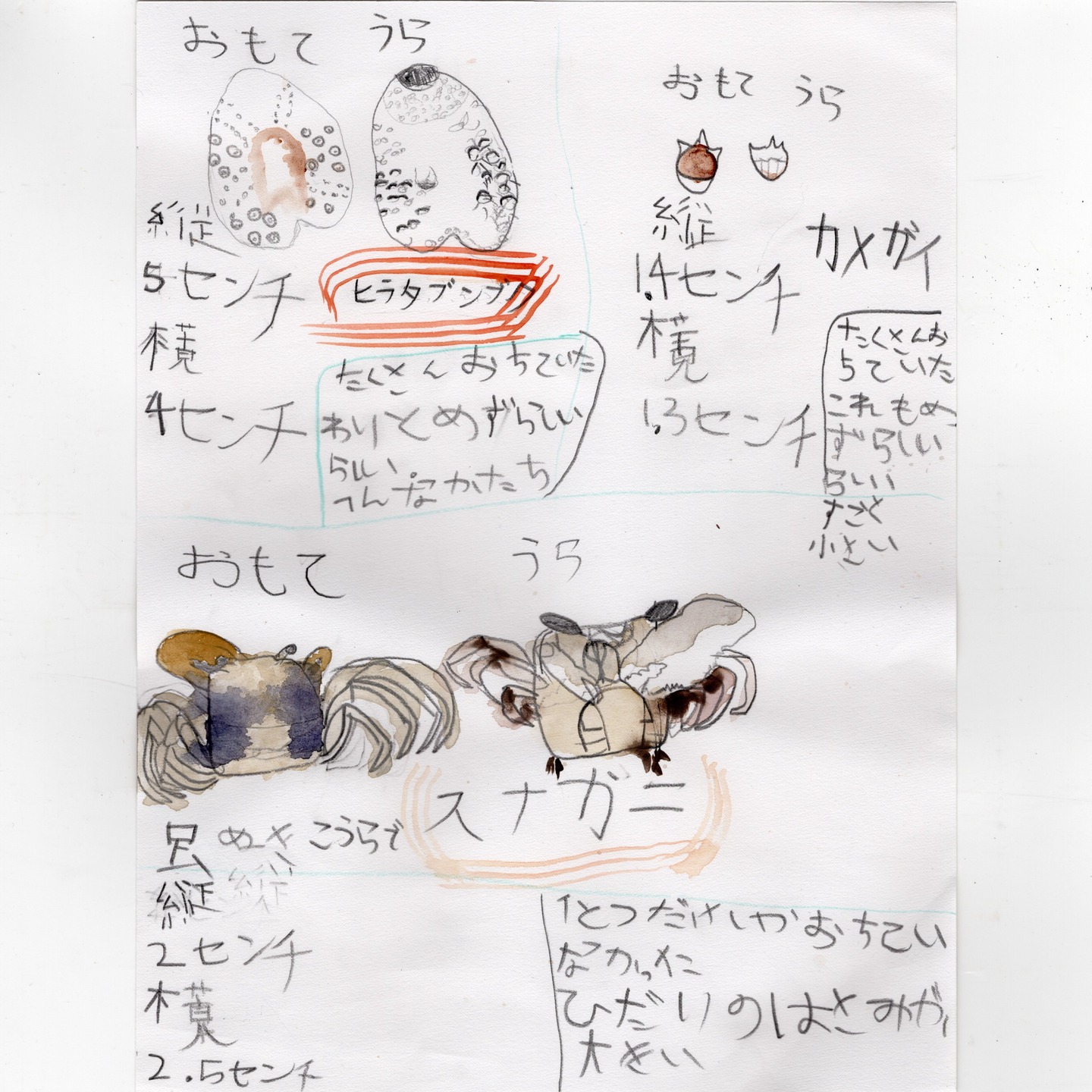 Beachcombing at Minami Satsuma. 南さつまの海岸で貝探しも。 ヒラタ