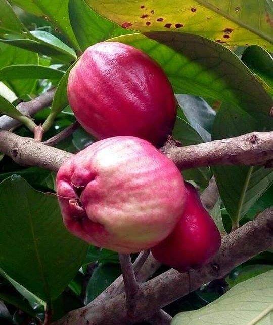 Jom Tanam Pokok Jambu Bol Online Nursery No 1 Malaysia Facebook