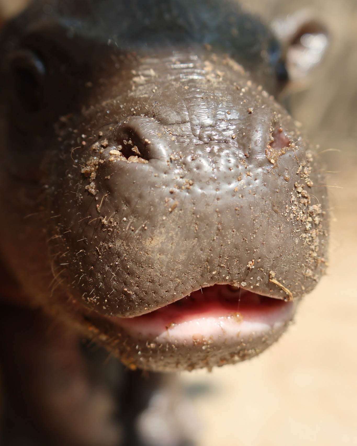 Live pygmy hippo cam at Tanganyika Wildlife Park