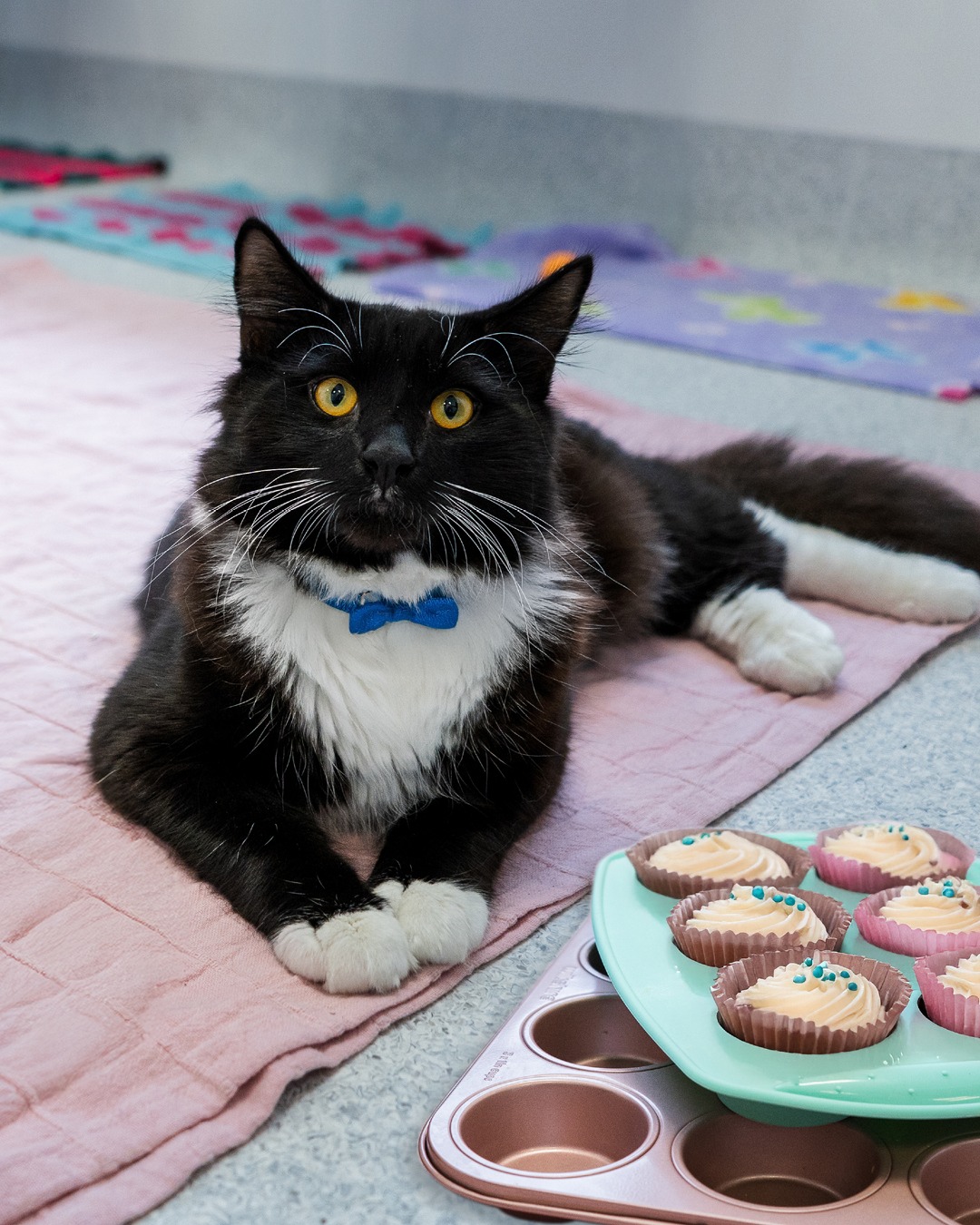 spca-attention-animal-lovers-and-bakers-cupcake-day-is-back-and