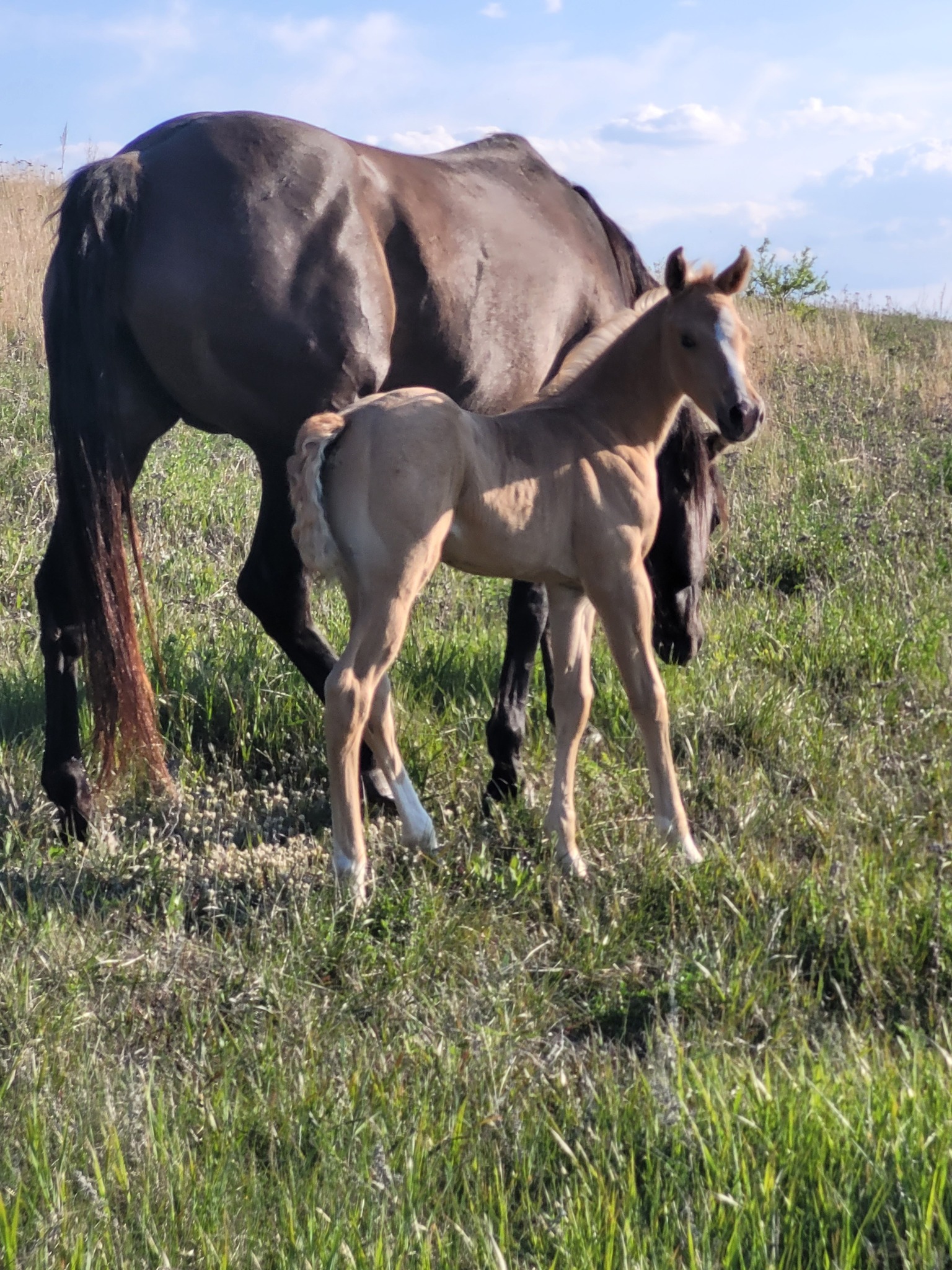 Eszlinger Ranch Black Angus and Quarter Horses