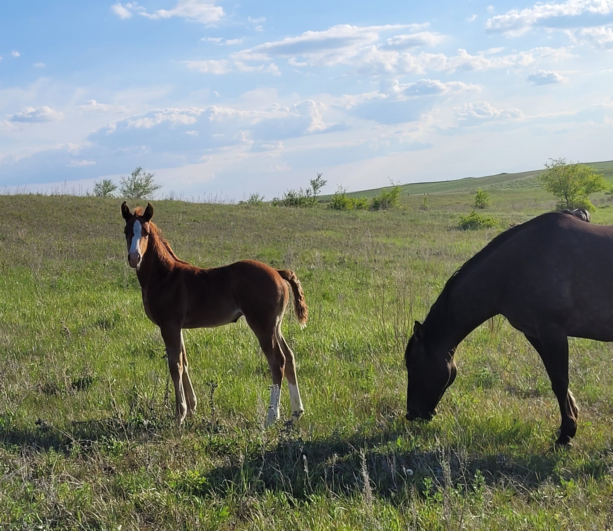 Eszlinger Ranch Black Angus and Quarter Horses