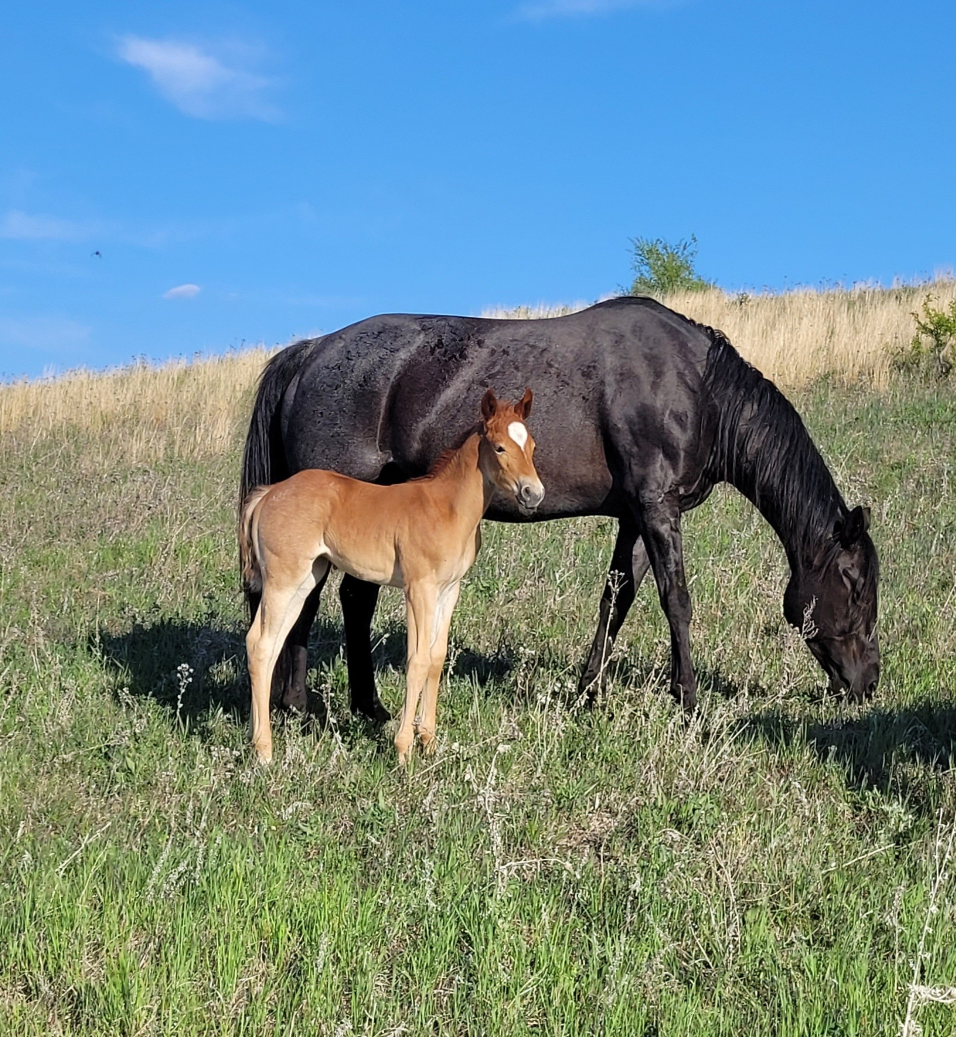 Eszlinger Ranch Black Angus and Quarter Horses