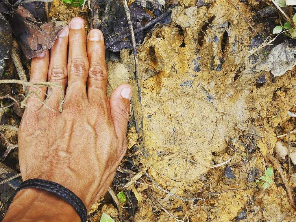 A Malayan sun bear (Helarctos... - Sumatran Ranger Project | Facebook