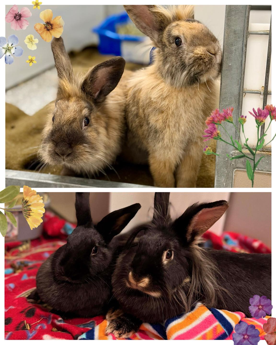 Hamish House Rabbit Rescue Alliance