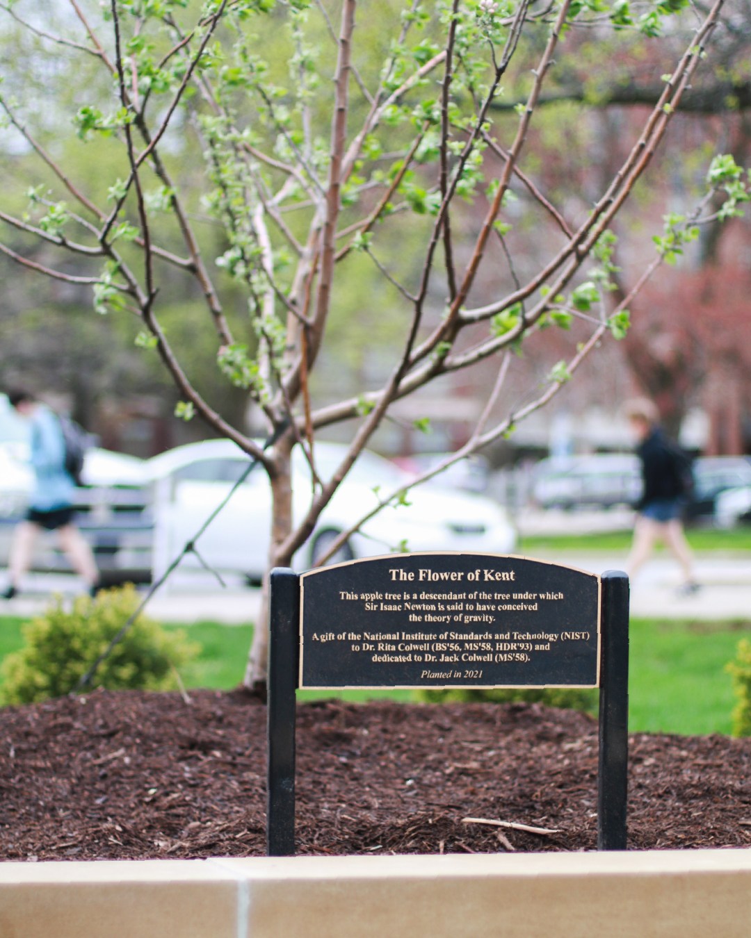 Did you know Purdue has a very special apple tree? It’s a direct ...