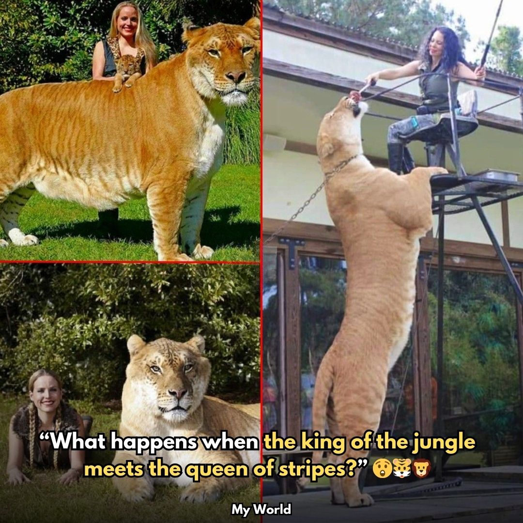 My - The liger is a rare hybrid born from a male lion and a female ...