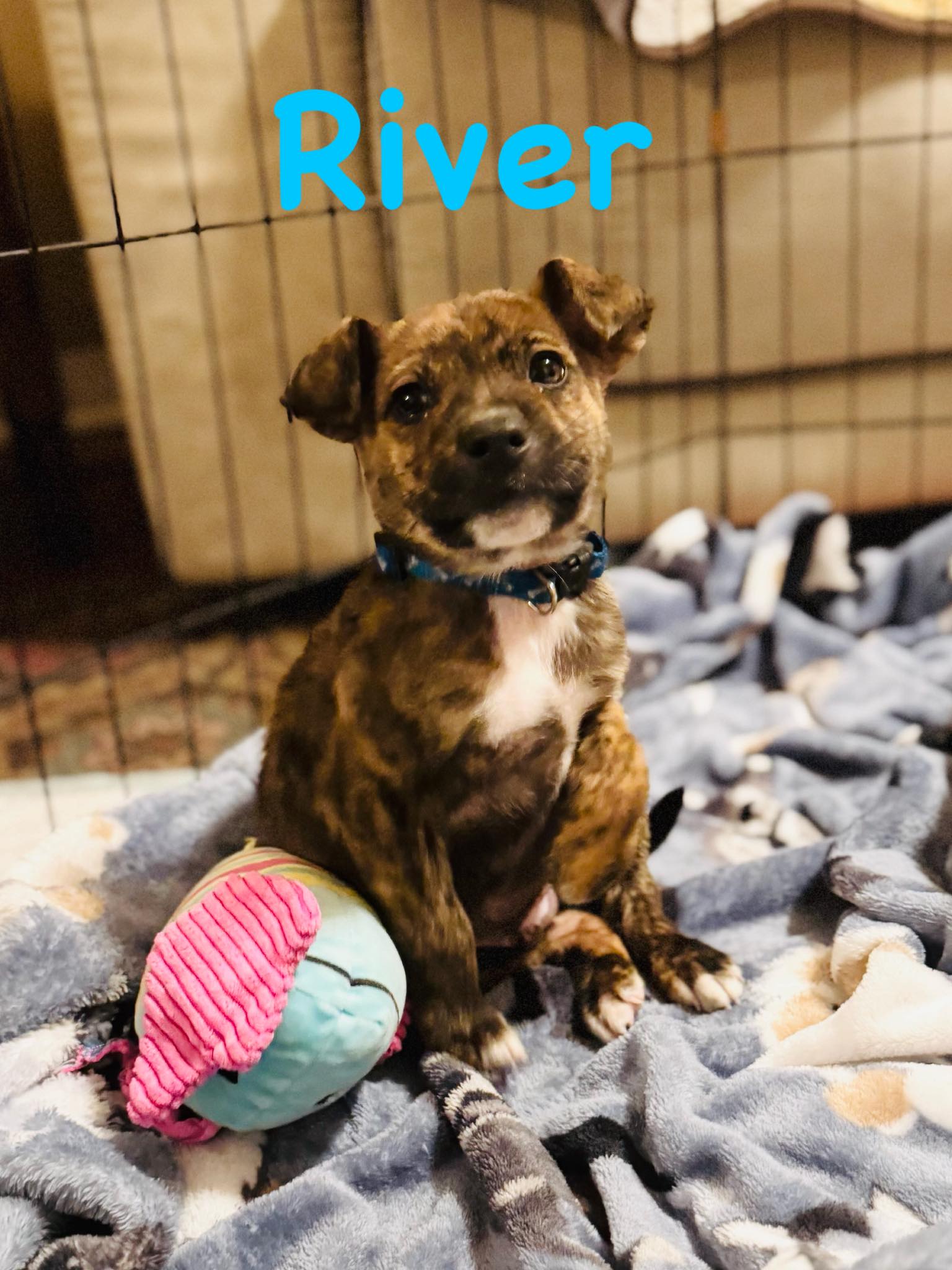 Okmulgee - Meet River! River is a 9-week-old Boxer mix with a big heart ...