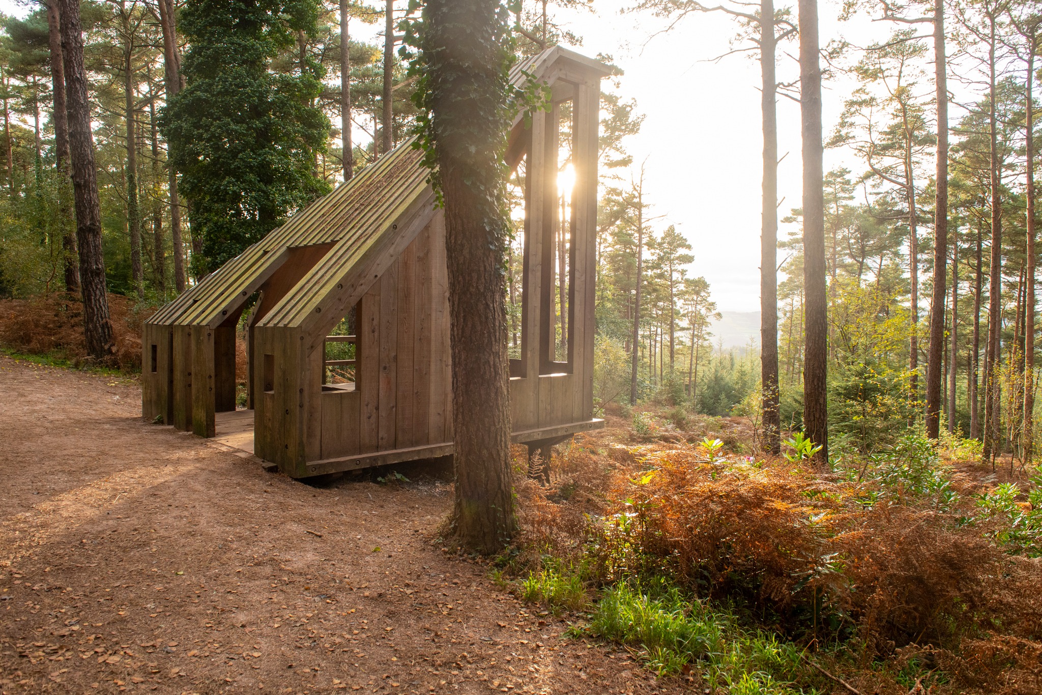 Haldon Forest Park - Forestry England | Exeter