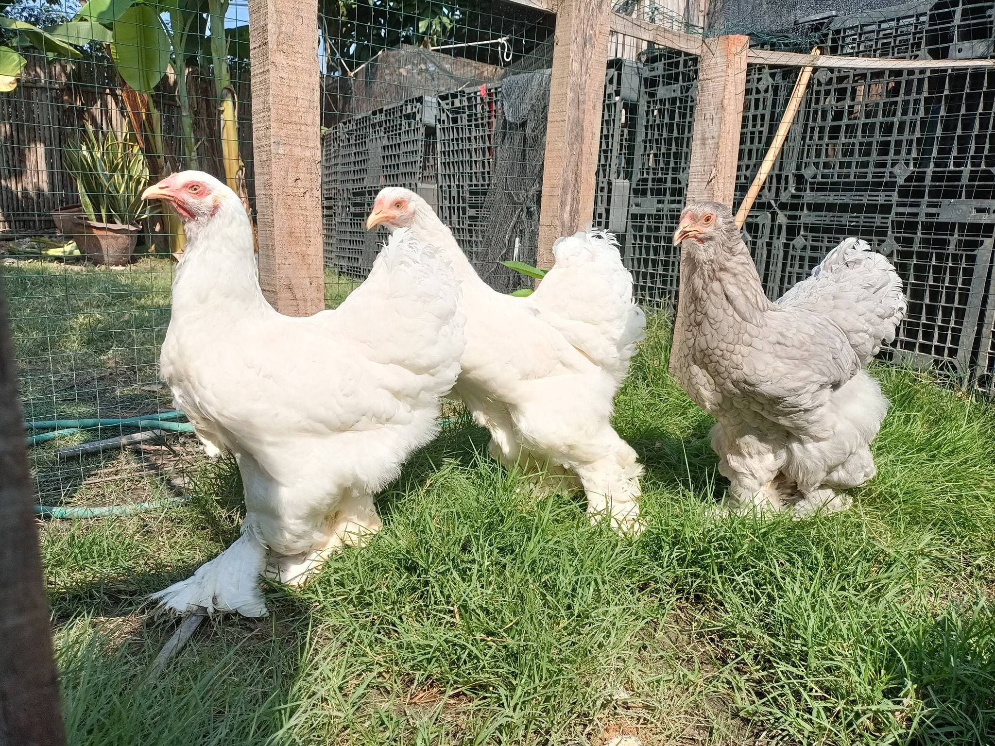 Bangkok Farm
