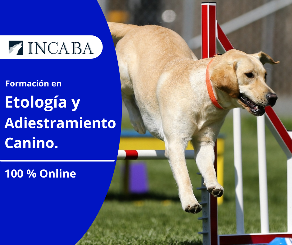 📢📢📢 Inicia tu registro... - Incaba Servicios Profesionales | Facebook