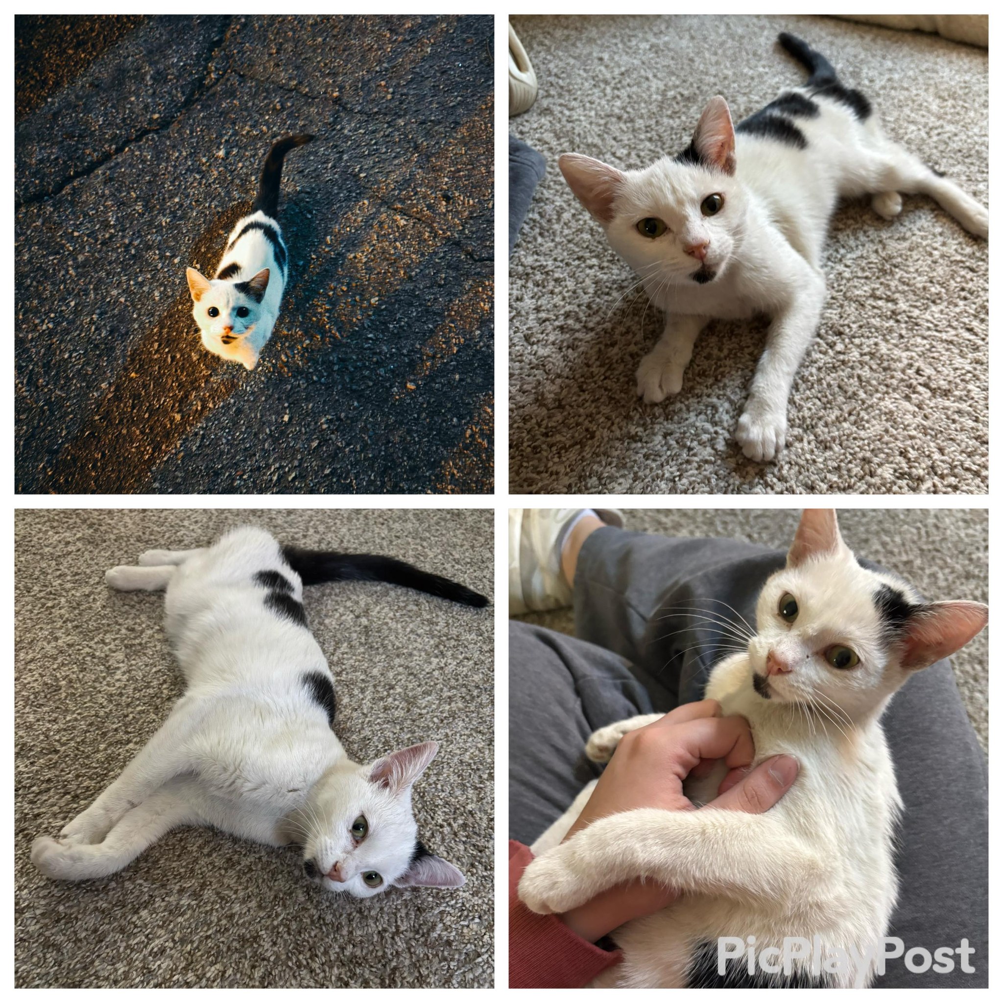 RESCUED BY Best Friend Pet Adoption!! 🎉🎉🎉 SWEET JET HAS RESCUE ...