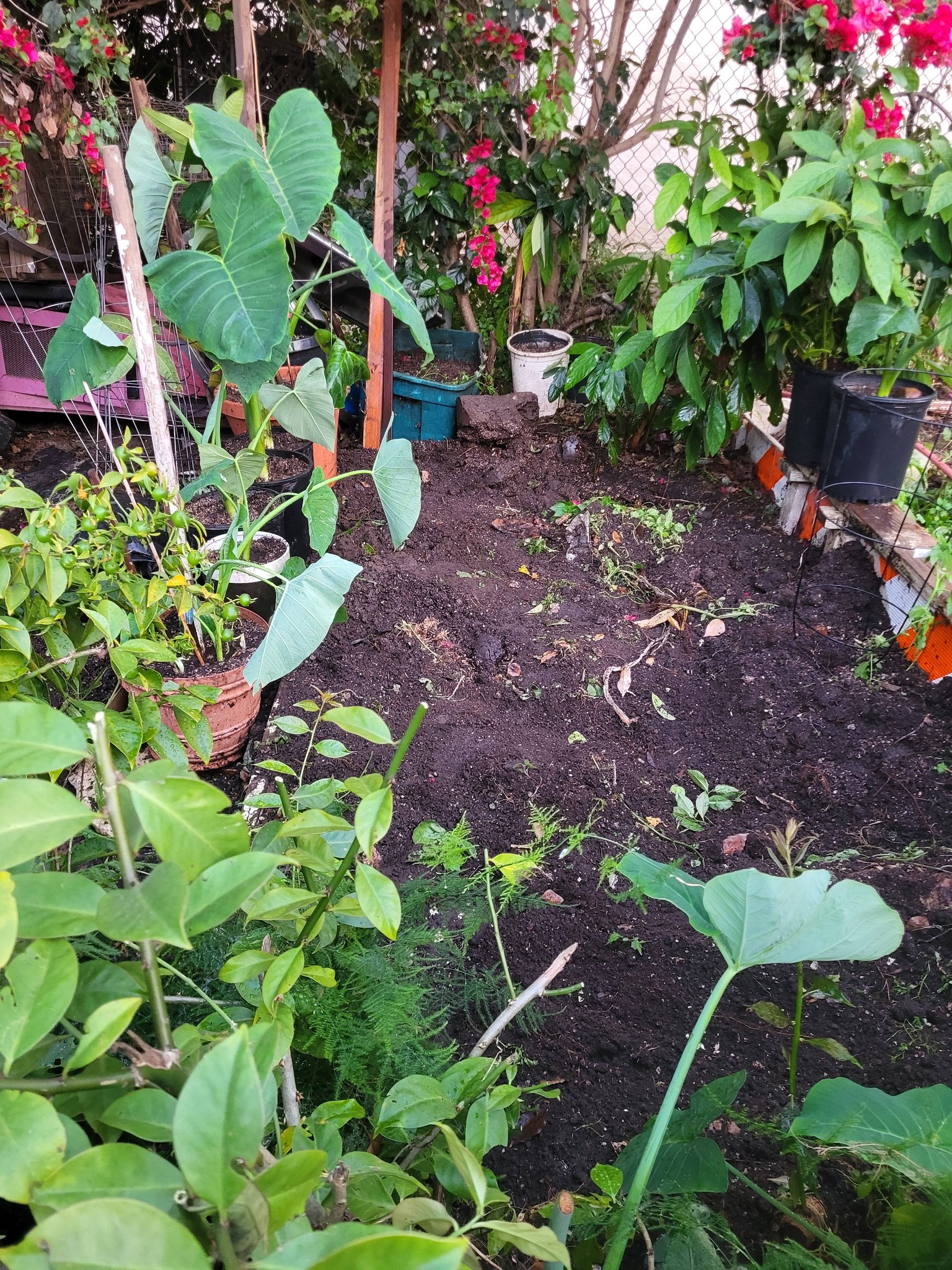 Rosewood Community Garden | Los Angeles CA