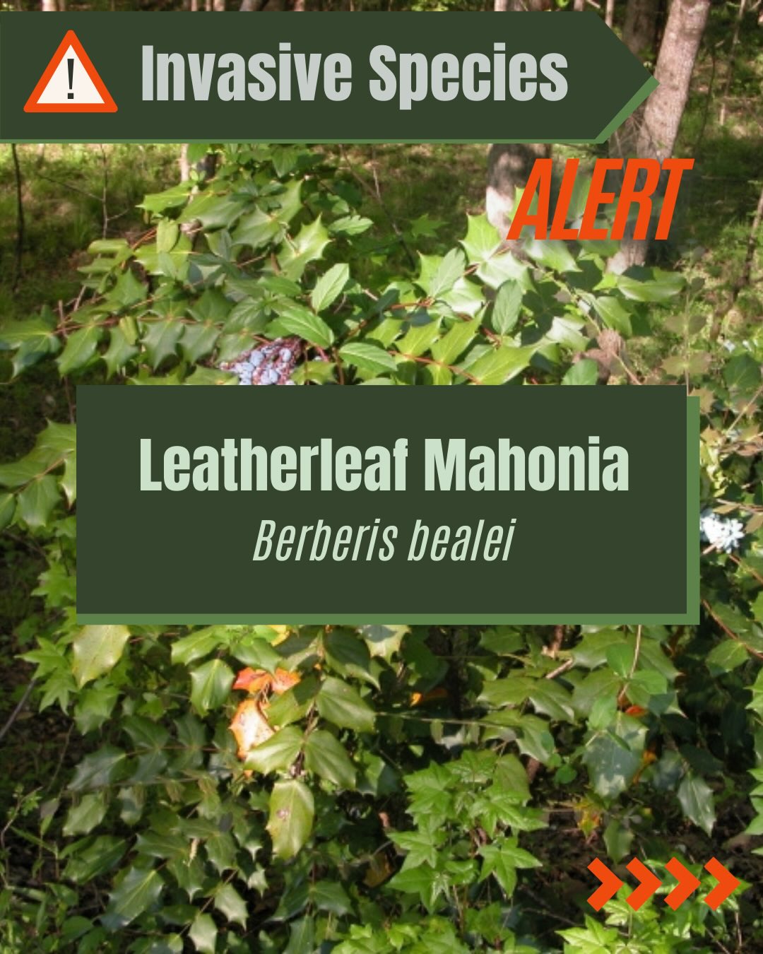EcoForesters | Asheville NC