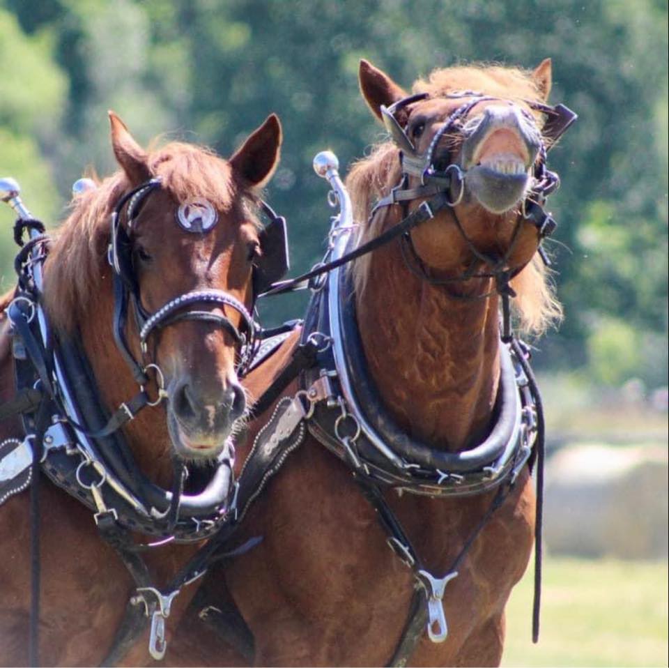 Daisy’s go in the mare class. Nidys Diamond Daisy Mae, 4 year old mare ...