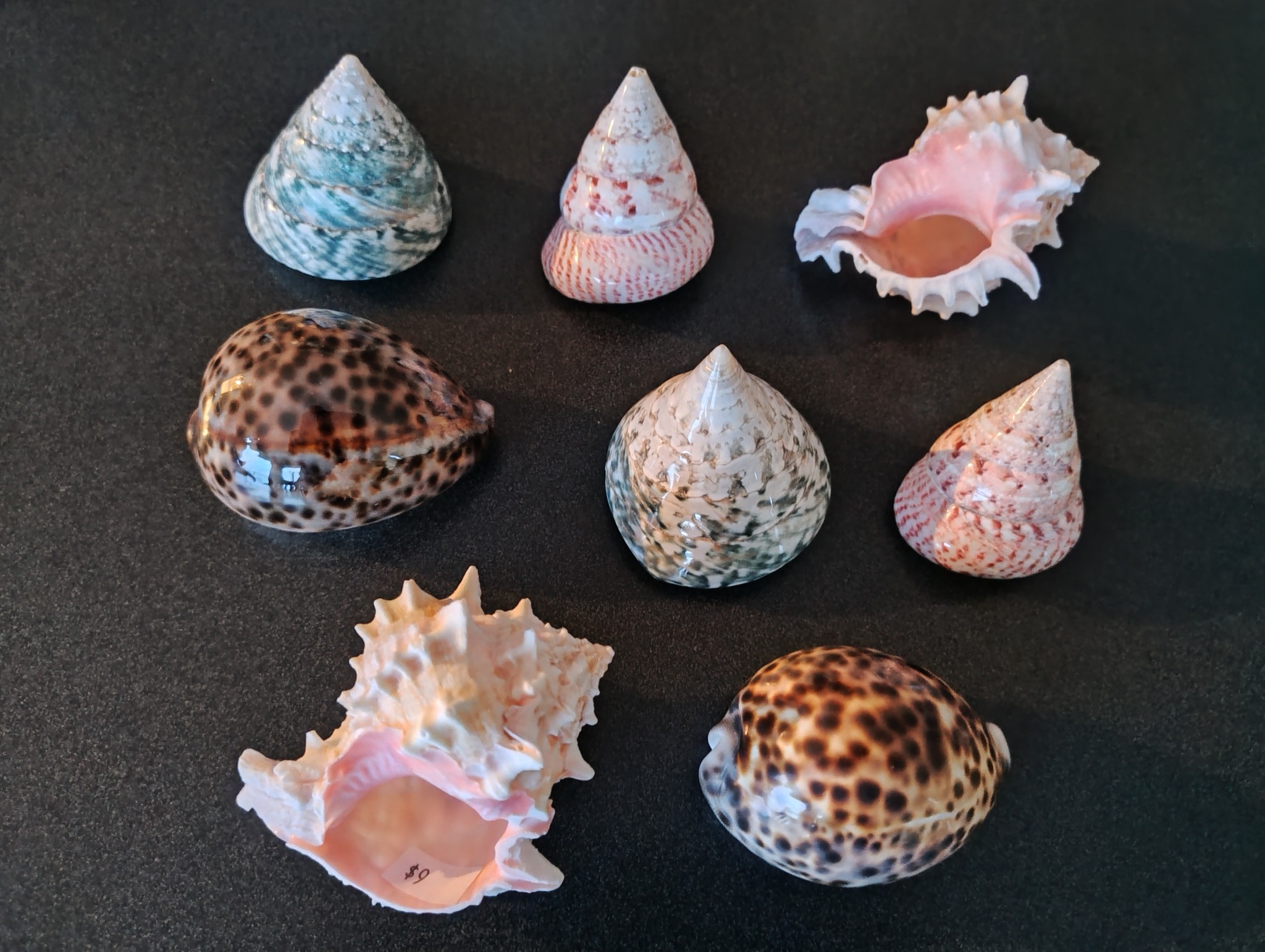 The Big - Not just rocks. We sell seashells too! | Facebook