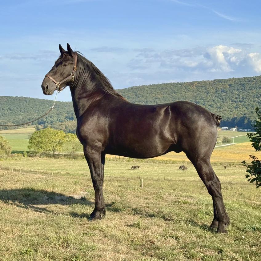Windermere - Windermere’s Comanchero sired by Windermere’s King Cong ...