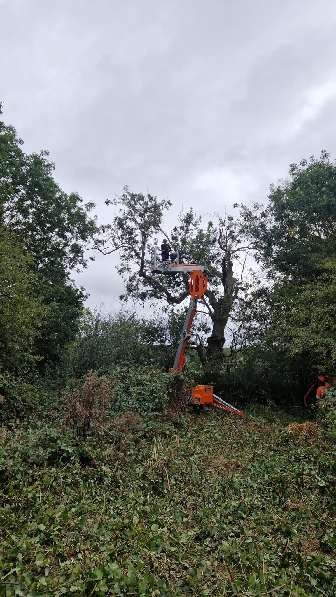 Simon petrow tree services Ltd | Crawley
