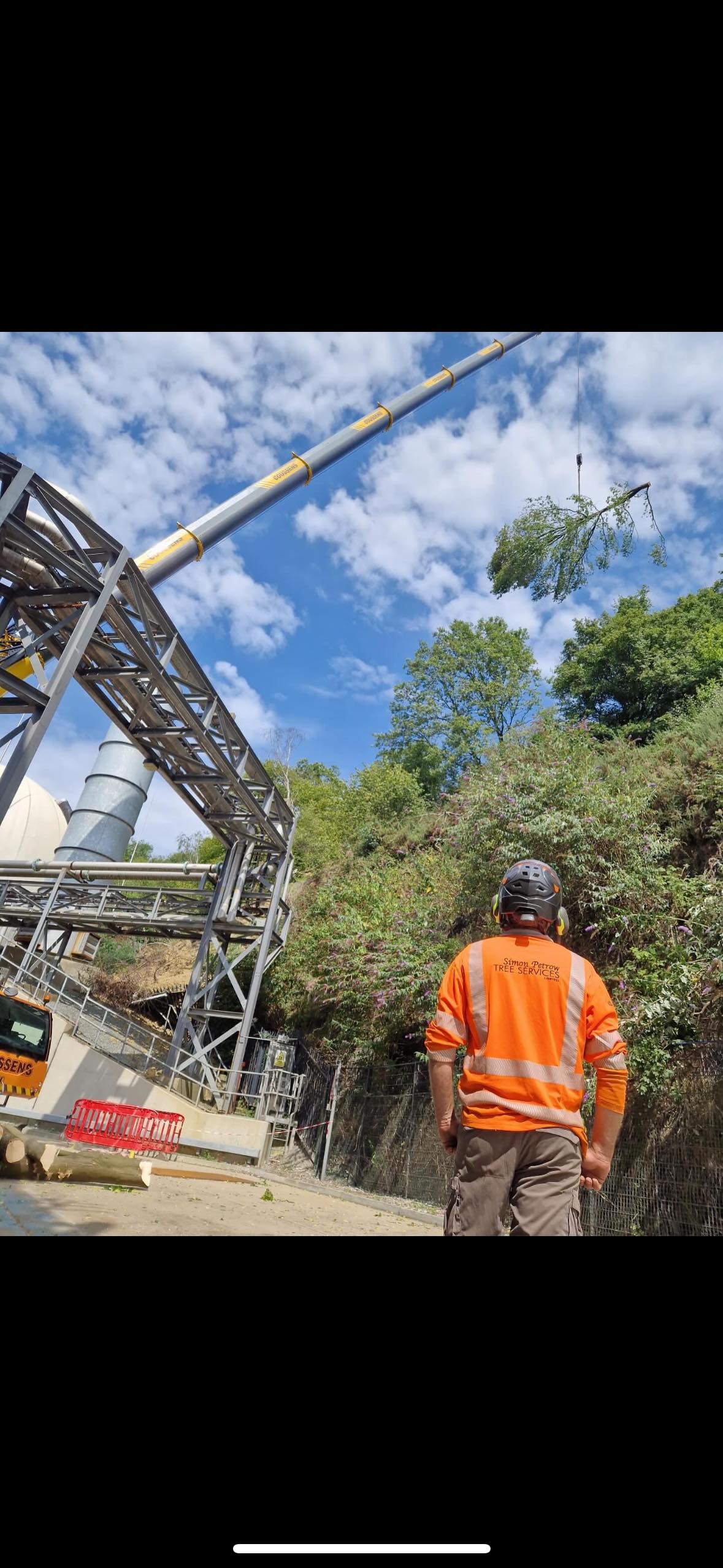 Simon petrow tree services Ltd | Crawley