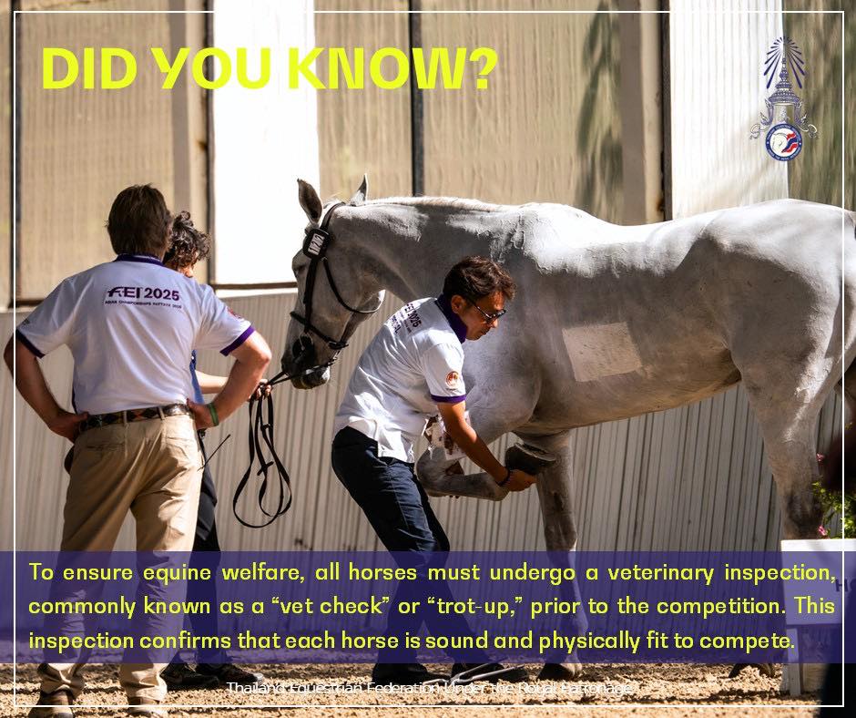 Thailand Equestrian... - Thailand Equestrian Federation