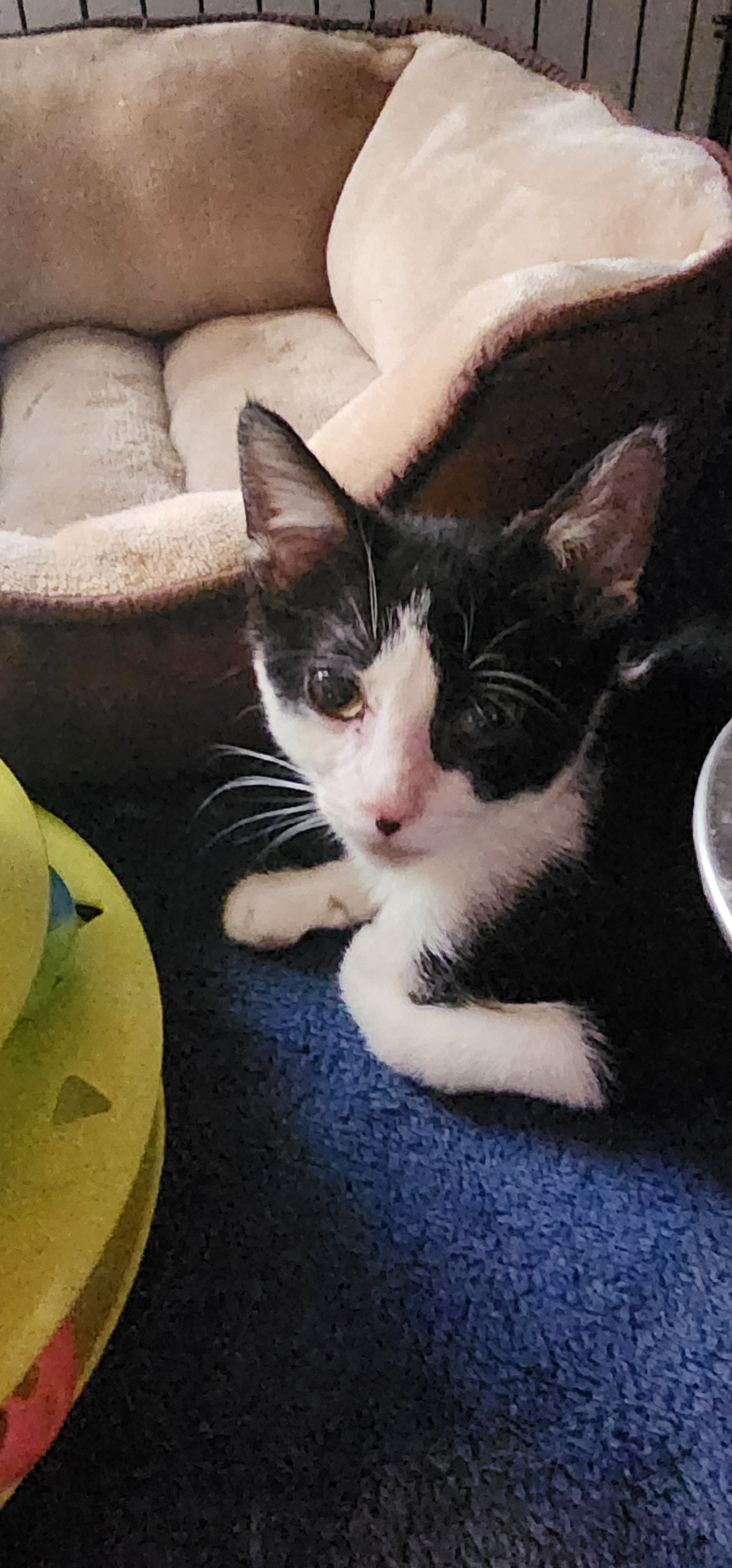 Community Cat... - Community Cat Rescue and Adoption Center