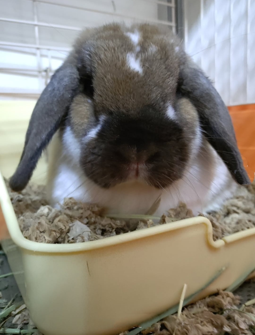 兔協 HKRS - 香港兔友協會 Hong Kong Rabbit Society - 香港兔友協會舉辦 義賣「二手書‧手作‧手繪兔畫」籌款 ...