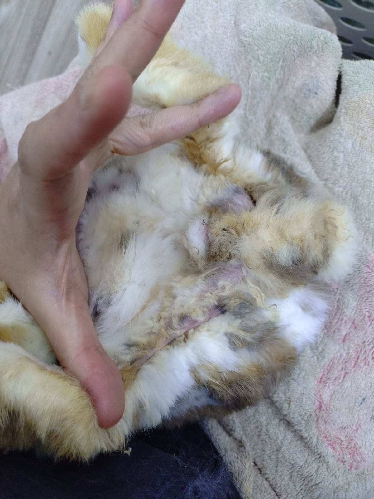 兔協 HKRS - 香港兔友協會 Hong Kong Rabbit Society - 香港兔友協會舉辦 義賣「二手書‧手作‧手繪兔畫」籌款 ...