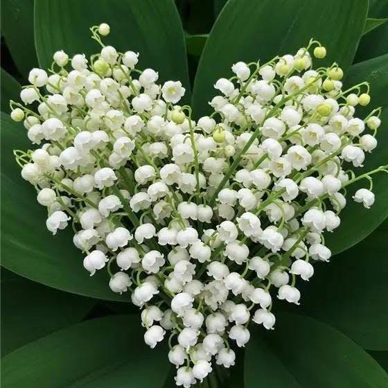 Gardening Tips And Tricks | My dear plant is drying out | Facebook