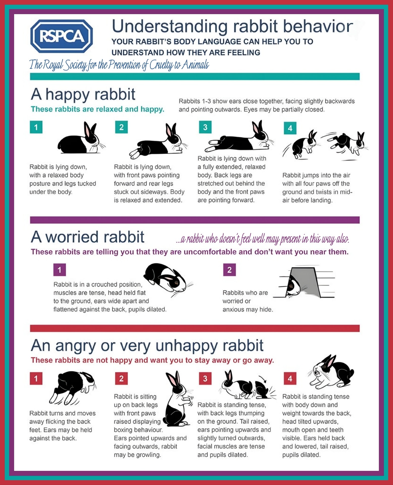 Rabbit - Our rabbits usually use their body to tell us their thoughts ...