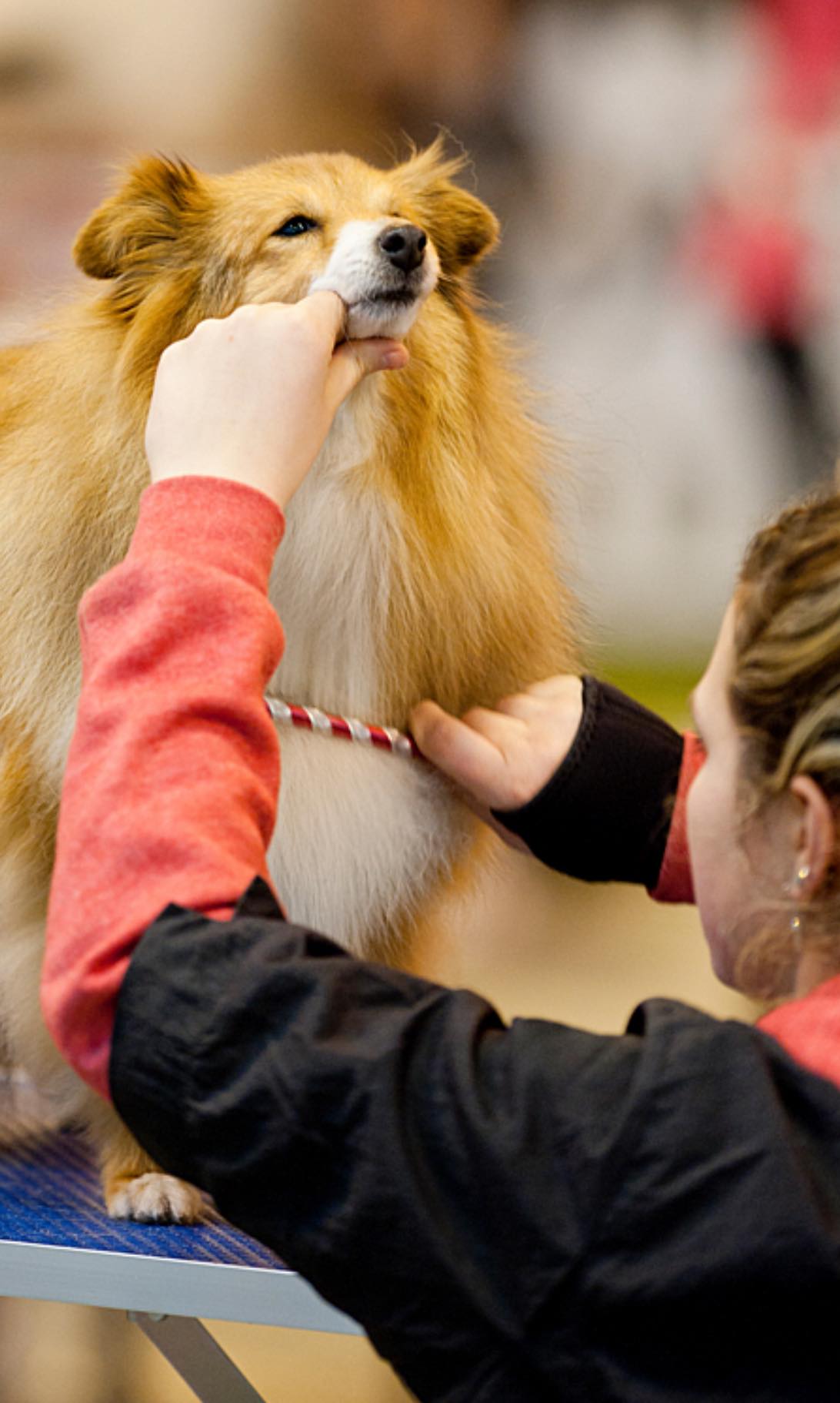 ECV - CRUFTS 2026 TO BE BIGGER AND BOLDER: NEW HALL TO SPOTLIGHT DOG ...