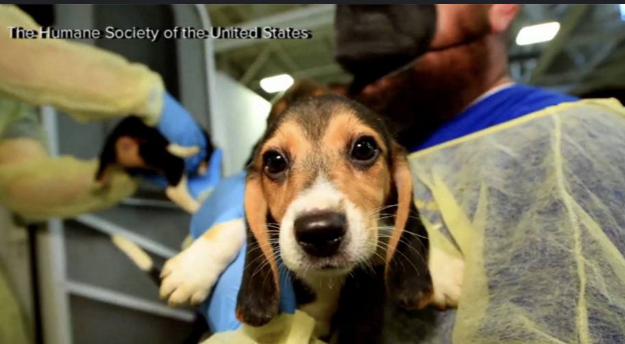 Christina - NIH closes experimentation labs accused of brutally killing ...