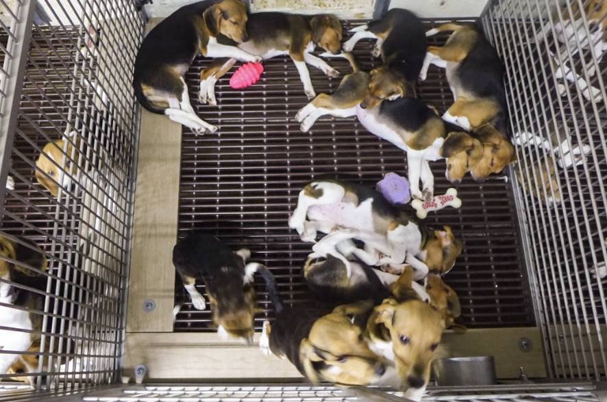 Christina - NIH closes experimentation labs accused of brutally killing ...